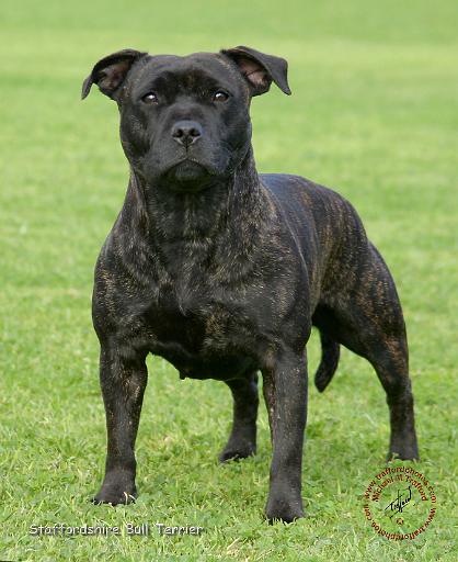 Staffordshire Bull Terrier 9K094D-10.JPG